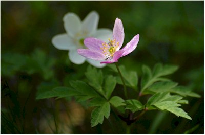 L'anémone sylvie - cliquez pour la voir au format d'origine